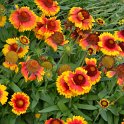 Gaillardia aristata 'Mesa jaune bicolore'